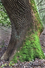 Woodlands, Naturpark Wildeshausener Geest