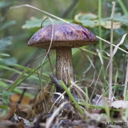 Woodlands, Naturpark Wildeshausener Geest