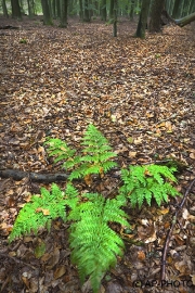 Woodlands, Naturpark Wildeshausener Geest