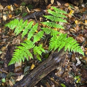 Woodlands, Naturpark Wildeshausener Geest
