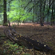 Woodlands, Naturpark Wildeshausener Geest