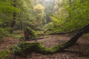 Woodlands, Naturpark Wildeshausener Geest