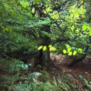 Woodlands, Naturpark Wildeshausener Geest