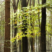 Woodlands, Naturpark Wildeshausener Geest