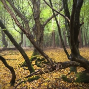 Woodlands, Naturpark Wildeshausener Geest