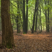 Woodlands, Naturpark Wildeshausener Geest