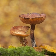 Woodlands, Naturpark Wildeshausener Geest
