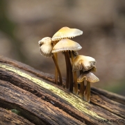 Woodlands, Naturpark Wildeshausener Geest