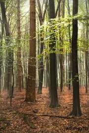 Woodlands, Naturpark Wildeshausener Geest