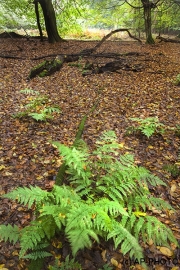 Woodlands, Naturpark Wildeshausener Geest