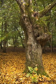 Woodlands, Naturpark Wildeshausener Geest