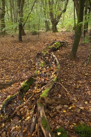 Woodlands, Naturpark Wildeshausener Geest