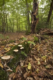 Woodlands, Naturpark Wildeshausener Geest