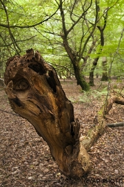 Woodlands, Naturpark Wildeshausener Geest