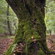 Woodlands, Naturpark Wildeshausener Geest