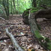 Woodlands, Naturpark Wildeshausener Geest