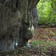 Woodlands, Naturpark Wildeshausener Geest