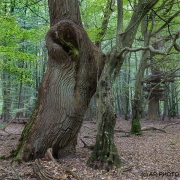 Woodlands, Naturpark Wildeshausener Geest