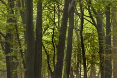 Woodlands, Naturpark Wildeshausener Geest