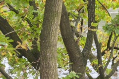 Woodlands, Ahlhorner Fischteiche