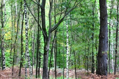 Woodlands, Ahlhorner Fischteiche