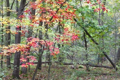 Woodlands, Ahlhorner Fischteiche