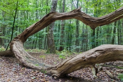 Woodlands, Naturpark Wildeshausener Geest