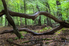 Woodlands, Naturpark Wildeshausener Geest