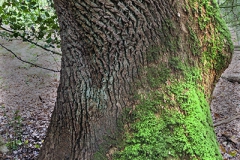 Woodlands, Naturpark Wildeshausener Geest