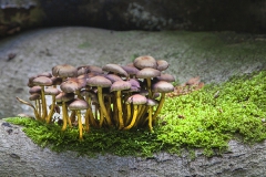 Woodlands, Naturpark Wildeshausener Geest