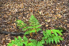 Woodlands, Naturpark Wildeshausener Geest