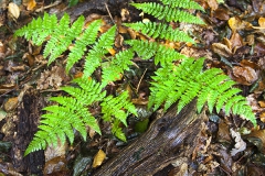 Woodlands, Naturpark Wildeshausener Geest