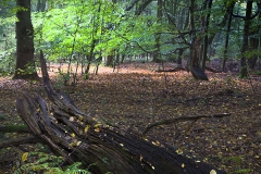 Woodlands, Naturpark Wildeshausener Geest