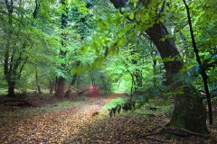 Woodlands, Naturpark Wildeshausener Geest