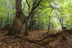 Woodlands, Naturpark Wildeshausener Geest