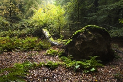 Woodlands, Naturpark Wildeshausener Geest