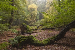 Woodlands, Naturpark Wildeshausener Geest