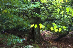 Woodlands, Naturpark Wildeshausener Geest