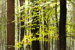 Woodlands, Naturpark Wildeshausener Geest