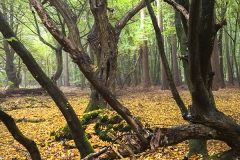 Woodlands, Naturpark Wildeshausener Geest
