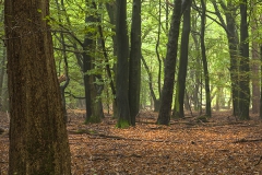 Woodlands, Naturpark Wildeshausener Geest