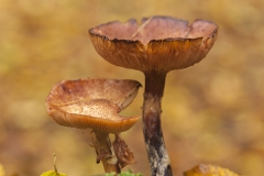 Woodlands, Naturpark Wildeshausener Geest