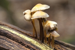 Woodlands, Naturpark Wildeshausener Geest