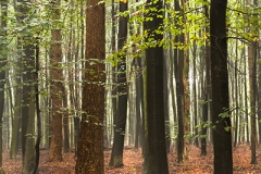 Woodlands, Naturpark Wildeshausener Geest