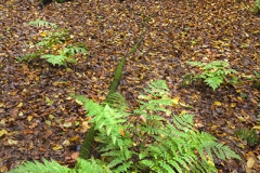 Woodlands, Naturpark Wildeshausener Geest