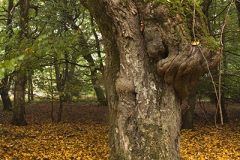 Woodlands, Naturpark Wildeshausener Geest