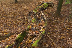 Woodlands, Naturpark Wildeshausener Geest