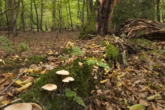 Woodlands, Naturpark Wildeshausener Geest