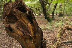 Woodlands, Naturpark Wildeshausener Geest