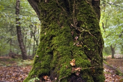 Woodlands, Naturpark Wildeshausener Geest